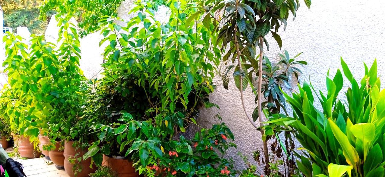 Vassilis Appartement *